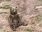 Portrait of brown bear park in Spain