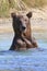 Portrait of a brown bear in river