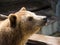 Portrait of a brown bear that sniffs the air, looking for food, on a sunny summer day