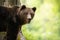 Portrait of brown bear standing in forest from close up in summer.
