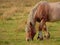 Portrait of a brown Belgian draft horse grazing in n Bourgoyen nature reserve  Ghent  Belgium  - caballus