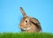 Portrait of a brown bunny in grass