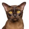 Portrait of Brown Burmese Cat isolated on white background