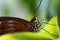 A portrait of a brown butterfly in grean leaves