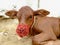 Portrait of a brown calf wearing a mask in a farm, Punjab, Pakistan.