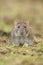 Portrait of a Brown Common Rat (rattus norvegicus)