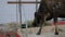 Portrait of brown cow eating hay at animal farming exhibition - feeding concept