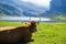 Portrait of a brown cow relaxing on a green meadow in Enol Lake, Covadonga Lakes, Asturias, Spain