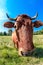 Portrait of a brown curious cow