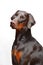 Portrait of brown doberman on the white background