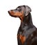 Portrait of brown doberman on the white background