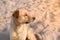 Portrait of brown dog at a beach with light of sunrise