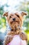 Portrait brown dog of breed Yorkshire Terrier_