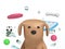 portrait brown dog with water drop dog toy flying disc bone ball 3d render