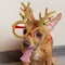 Portrait of brown dog wearing funny christmas glasses with horns, concept