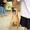 Portrait of brown dog yawns