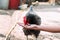 Portrait of brown domestic hen with red crest on head.Chicken poultry producing natural meat eggs. chick growing in incubator farm