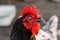 Portrait of brown domestic hen with red crest on head.Chicken poultry producing natural meat eggs. chick growing in incubator farm