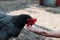 Portrait of brown domestic hen with red crest on head.Chicken poultry producing natural meat eggs. chick growing in incubator farm