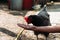 Portrait of brown domestic hen with red crest on head.Chicken poultry producing natural meat eggs. chick growing in incubator farm