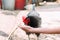 Portrait of brown domestic hen with red crest on head.Chicken poultry producing natural meat eggs. chick growing in incubator farm