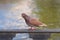 Portrait of a brown dove