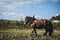 Portrait of a brown draft horse with its traction equipment