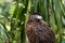 Portrait of brown eagle grabbing on timer