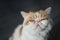 portrait of Brown Exotic shorthair cat