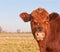 Portrait of a brown Galloway bull