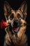 Portrait of a brown German Shepherd dog holding a red rose in its teeth