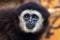 Portrait of brown-grey adult gibbon