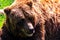 A portrait of a brown grizzly bear lying in the grass with its mouth open. The mammal is a dangerous predator animal, but is now