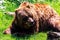 A portrait of a brown grizzly bear lying in the grass. The mammal is a dangerous predator animal, but is now looking around and