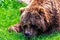 A portrait of a brown grizzly bear lying in the grass and sniffing around. The mammal is a dangerous predator, but the animal is