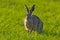 Portrait of a brown hare