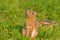 Portrait of a brown hare