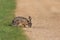 Portrait of brown hare lepus europaeus crossing street