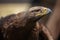 Portrait of brown head golden eagle