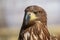 Portrait of brown head sea-eagle