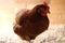 Portrait of a brown hen in a hen house. Concept - homemade chicken, natural products and eggs.