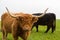 Portrait of brown horned scottish highland beef, green grass