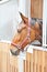 A portrait of brown horse in barn