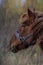 Portrait of a brown horse in a blue harness