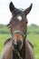 Portrait of a brown horse with a disheveled mane in a halter close-up