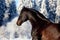 Portrait of brown horse galloping in winter forest