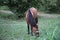 Portrait of brown horse grazing in a meadow . horse on a leash eating grass closeup . Single brown local mountain horse tied up