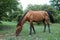 Portrait of brown horse grazing in a meadow . horse on a leash eating grass closeup . Single brown local mountain horse tied up