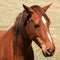 Portrait of brown horse with white face markings