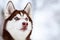 Portrait of brown husky dog